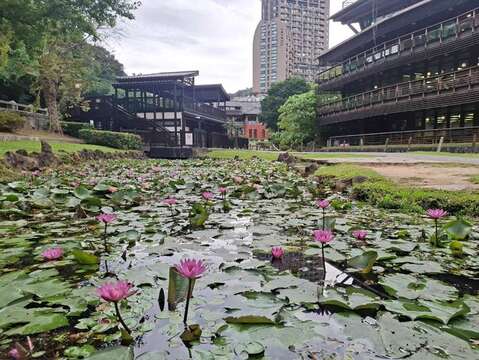 晨露映荷香 北投公园夏景如画
