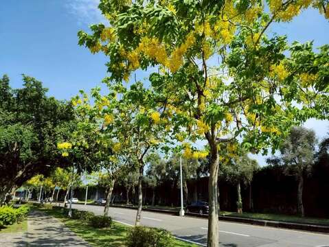 黄金花雨轻落台北街头　阿勃勒进入最佳观赏期