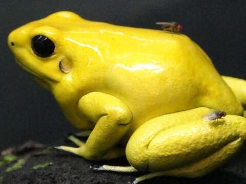 金色箭毒蛙繁殖終有成 首隻小蛙變態完成上岸