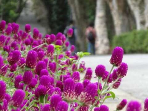 全部向紫看齊 花卉試驗中心9月綻放紫色夢幻