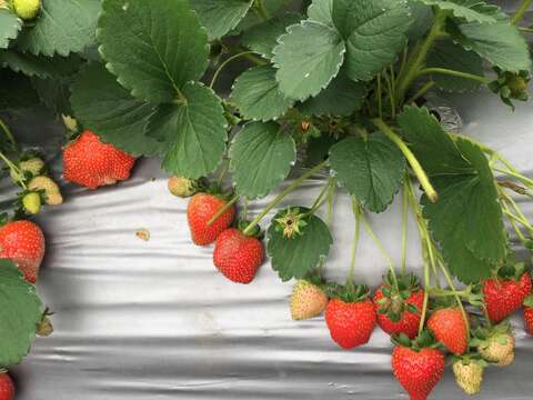 臺北市內湖草莓季，本週六登場！