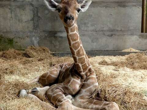 請大家一起來幫長頸鹿新生寶寶加油打氣，祝福牠早日恢復健康！