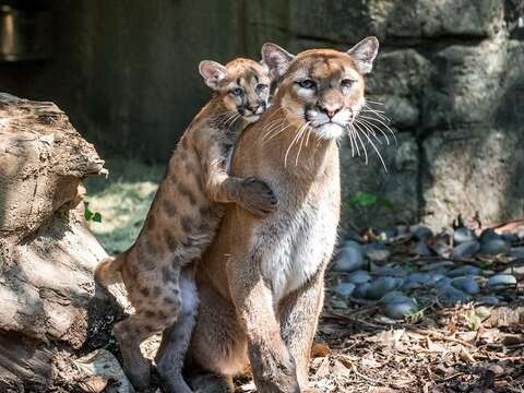 美洲獅媽媽「喵喵」和3個月大的寶寶