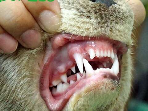 歐亞水獺寶寶擁有一口潔白牙齒