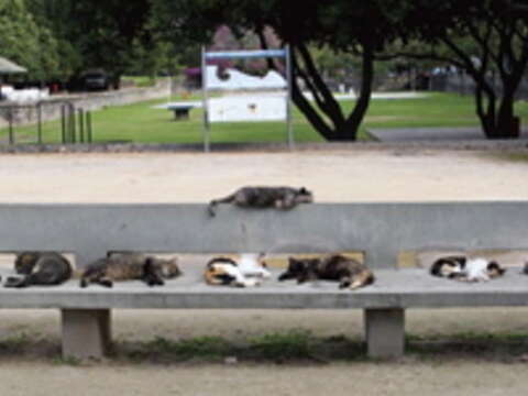 拍貓藝術家吳毅平 在巴西公園長椅捕捉到貓群「排排睡」的難得鏡頭。（圖／吳毅平提供）