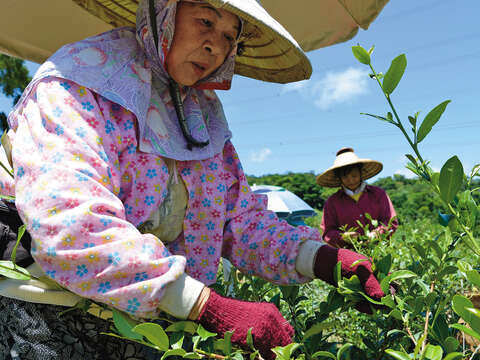 白天來到樟樹環狀步道，偶爾可見茶農正在務農。（攝影／李智為）
