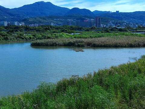 社子島濕地是大臺北地區觀察濕地生態的絕佳選擇