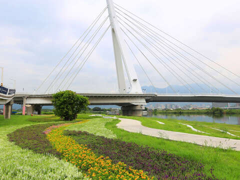 花海就在社子大橋附近 陳元鎮 拍攝