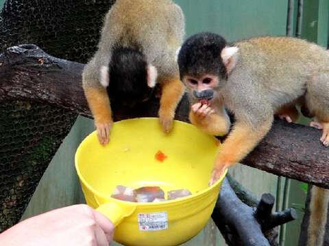 瞧瞧黑冠松鼠猴採食的模樣，就知道保育員特製的蝶豆花下午茶有多美味了！