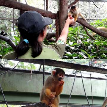 讓黑冠松鼠猴們享用蝶豆果凍，除了豐富化牠們的行為外，還能補充「花青素」