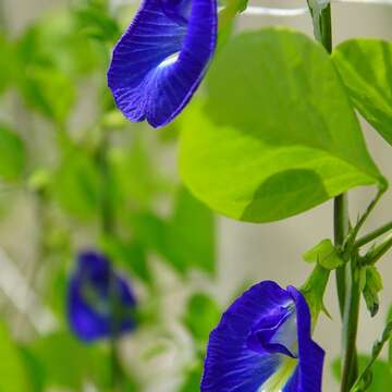 蝶豆是蔓性豆科植物，亮藍色的花朵富含「花青素」（臺北市立動物園李俊緯攝）