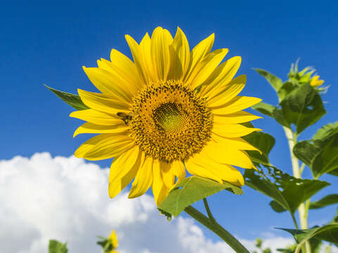 明亮金黃的花朵總是面向太陽旋轉