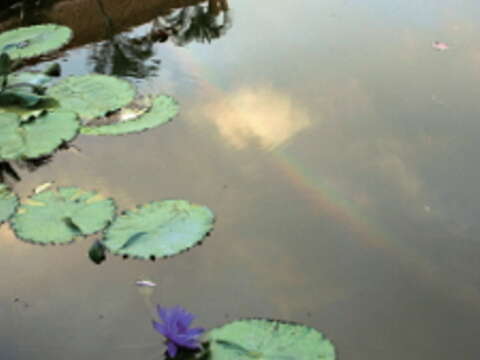 植物園內的荷花池，天光、雲影、彩虹相互輝映，美得令人屏息。（攝影／JackRabbit）