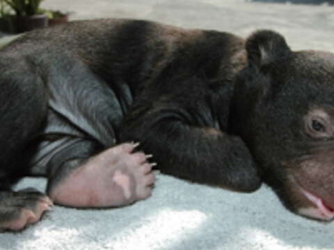 屬晚熟型動物的臺灣黑熊新生寶寶，約需36日齡後才能張開眼睛。（黃美秀攝）