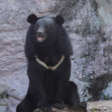 胸前的V字型白毛，是臺灣黑熊的正字標記。（王能佑攝）