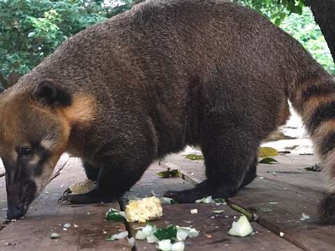 長鼻浣熊「小豬熊」開心享用早餐
