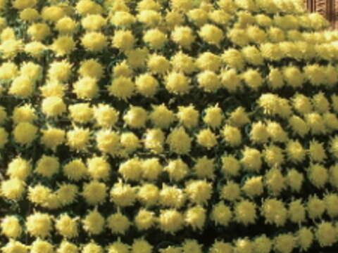 大立菊並非為菊花品種，而是將菊花種得大而挺立的一種栽種方式。（攝影／許斌）