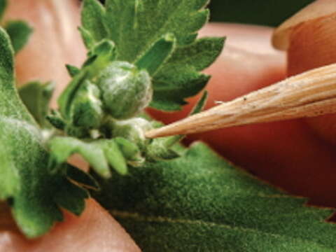 利用竹籤把多餘的芽打掉，只留下最中央的部分，使養分集中單一花蕾。（攝影／許斌）
