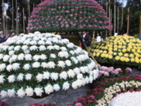 士林官邸舉辦秋季菊展超過十個年頭，每年展示的大立菊是吸睛的「嬌」點。（攝影／王能佑）