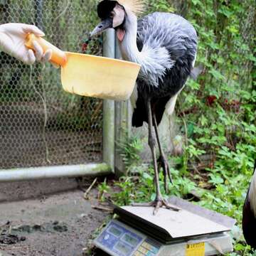 保育員以美味的麵包蟲當獎勵，引導灰頸冠鶴牠們自己站上磅秤