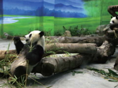 臺北市立動物園專為大貓熊量身打造的展示場，讓團團、圓圓住得舒服又健康。（攝影／王能佑）