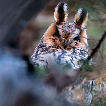 ​​​​​​​長耳鴞以天然的樹洞當窩，吃喝以外，喜歡停棲在高枝上。（攝影／曾雲龍）
