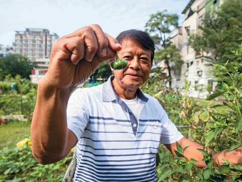 松山區復建里的幸福農場栽種番茄等食蔬。（攝影／王漢順）