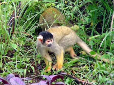 熱帶雨林新區的黑冠松鼠猴戶外活動場，採全開放空間設計，不會再有網籠阻隔視線