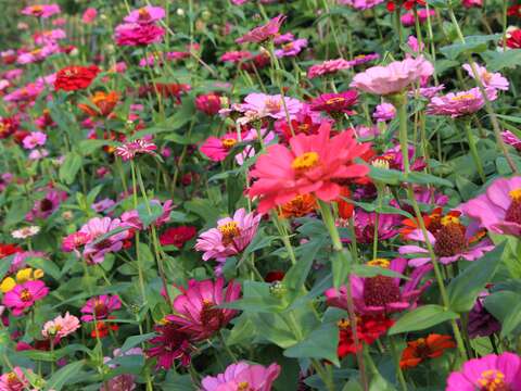 美麗的百日草圍繞者臺北玫瑰園