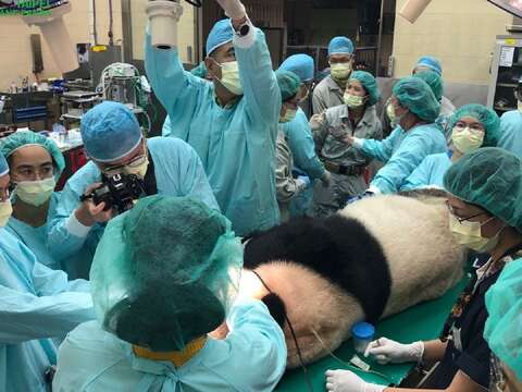 臺北市立動物園聯繫醫療顧問團隊，共同為「團團」進行緊急的牙齒檢查及處理