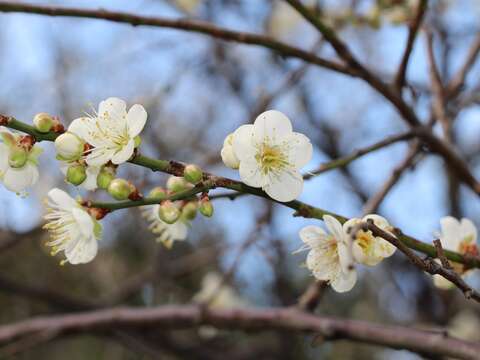 Unfazed by the Cold Weather, Beautiful Plum Blossoms Bloom in the CKS Shilin Residence Park