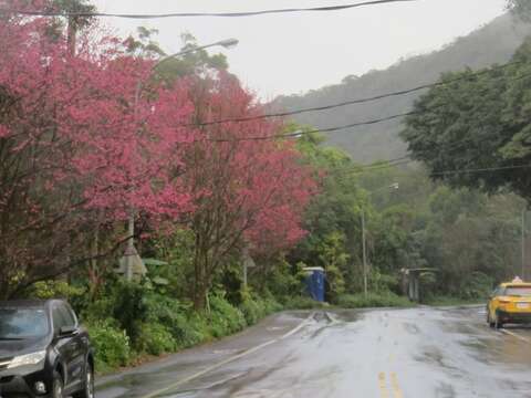 「雙溪社區站」往「大崙尾山步道口」途中的山櫻花