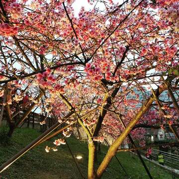 La temporada de los cerezos en flor en el Parque Lohas de Neihu