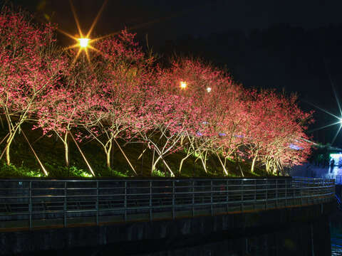 燈光顯魔力 樂活公園八重櫻夜夜燦爛！