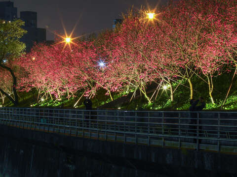 八重櫻櫻花