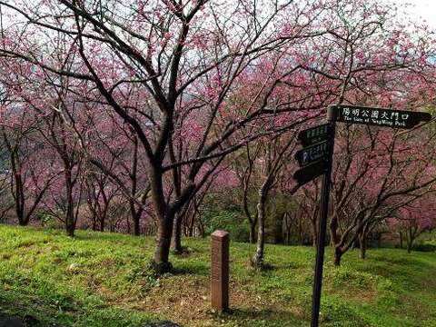 陽明公園櫻花