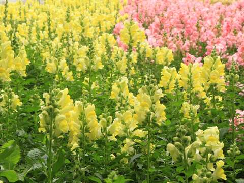 -仁愛敦化圓環的花圃裡，一片鮮黃色、粉紅色的花海，令人為之驚豔