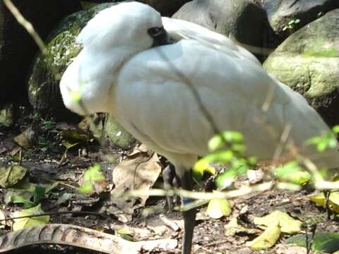 跨國「黑面琵鷺」保育合作、「黑琵（Happy）」後代生態鳥園亮相
