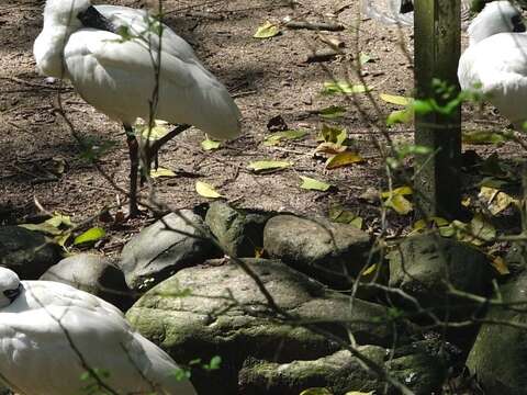 跨國「黑面琵鷺」保育合作、「黑琵（Happy）」後代生態鳥園亮相