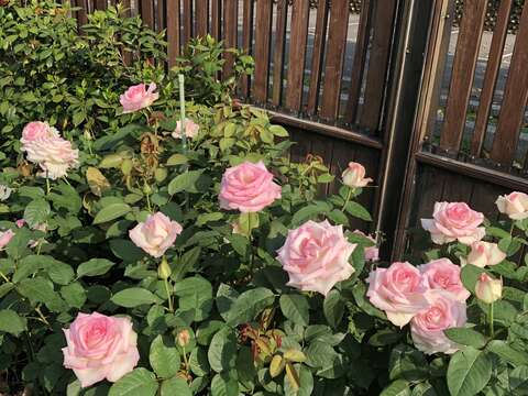 El festival de rosas de primavera 2019 - El Jardín de rosas de Taipei