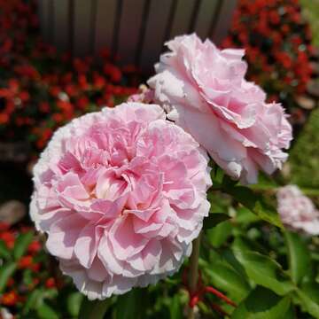 盛放的美麗玫瑰-米蘭達