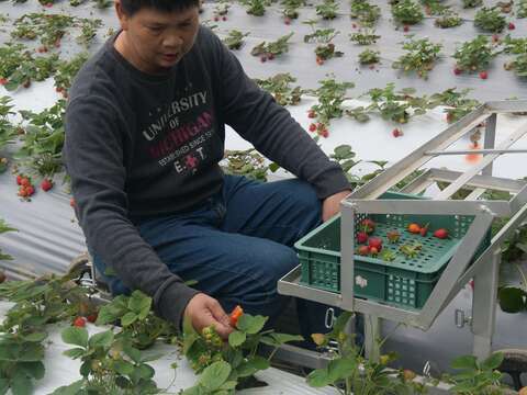 桂香草莓園園主示範以台車快速採草莓