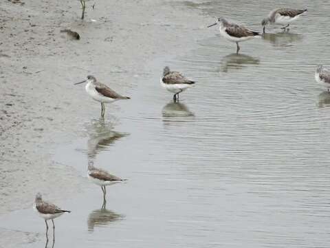 每年的3月至4月社子島濕地適逢北返候鳥達到高峰 圖為-青足鷸