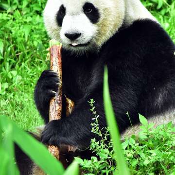 雖然大貓熊很喜歡竹筍，但對於大貓熊來說竹葉、竹桿才能算是「纖維性」主食