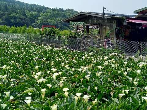 竹子湖のカラーの見頃は五月末まで　アジサイが続く！