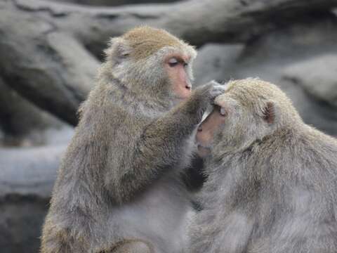 理毛不僅是台灣獼猴間的親密互動，也是社會行為的一部分，仔細觀察可以發現猴群中的位階與群體關係