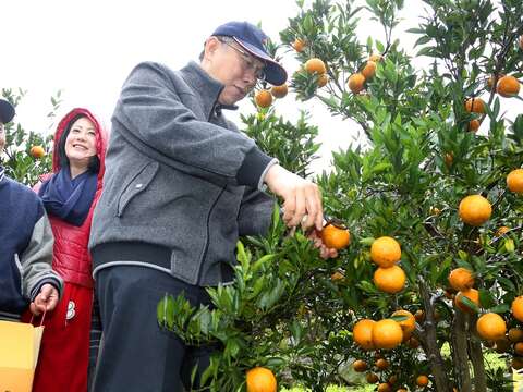 遊客可在北投桶柑園體驗親手採橘、現採現吃的樂趣。