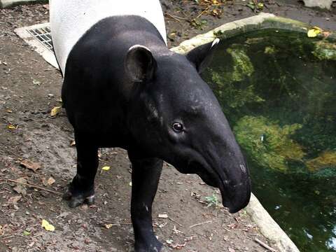 黑白相間可愛萌樣的馬來貘，一直都是遊客造訪臺北市立動物園時的熱門關注焦點（「貘克」）