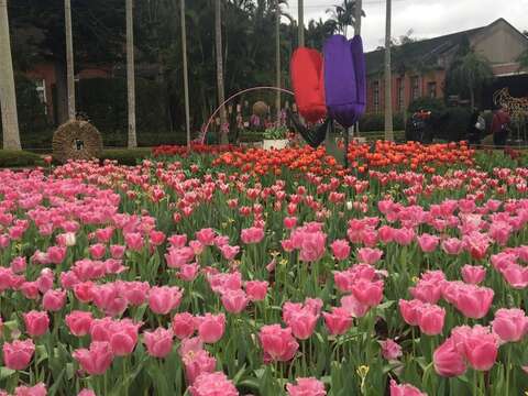 Shilin Residence Tulip Show 2019