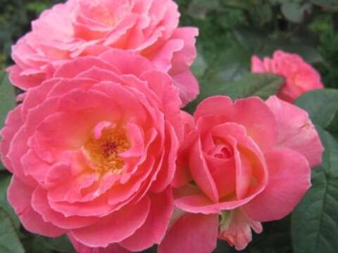 2019 Spring Rose Exhibition at Xinsheng Park